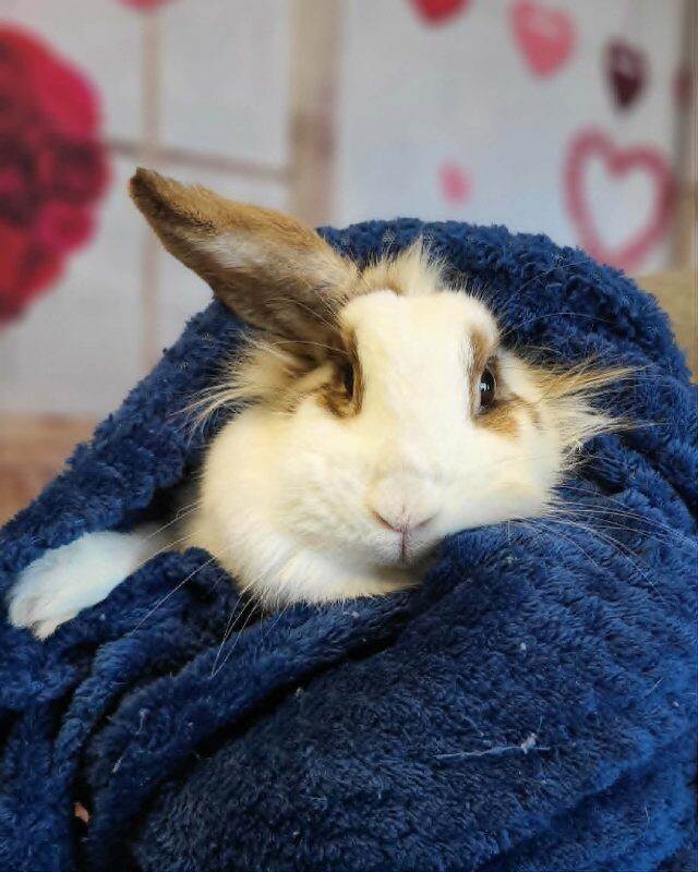 Picture of the Animal Listed